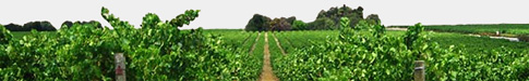 Rosevine Winery Wine Franchise Information